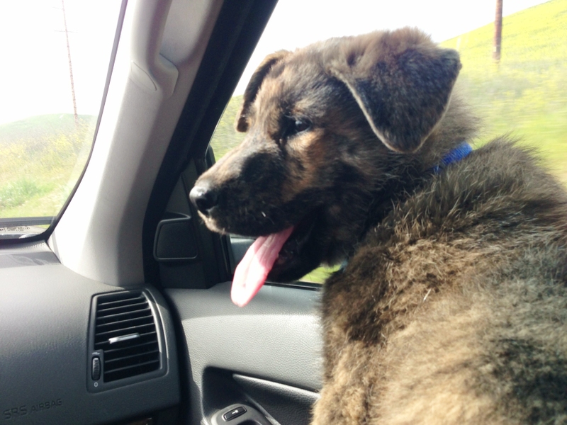 Illustration for article titled How To Have An Epic Road Trip With An 11-Week Old Puppy